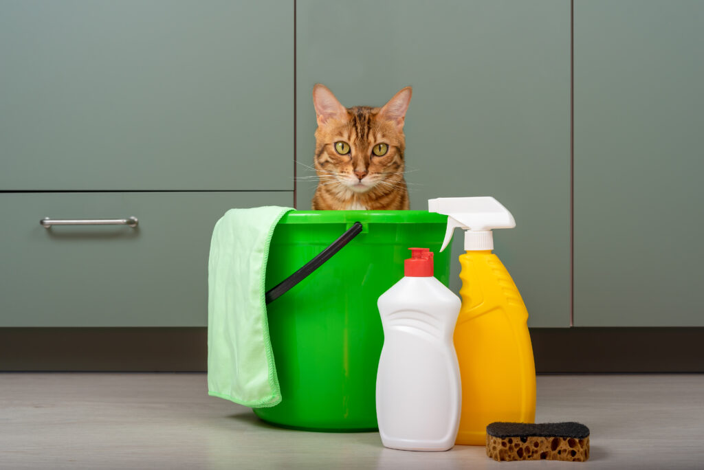 how to keep your house clean with cats