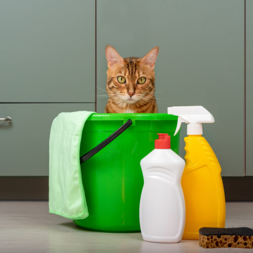 how to keep your house clean with cats