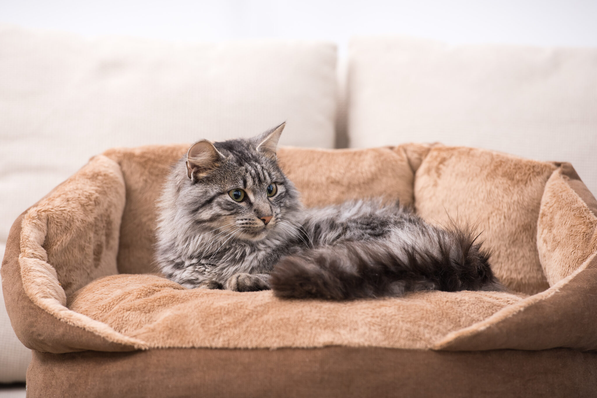 How To Keep Your House Smelling Good When You Have Cats Pet Odorfree