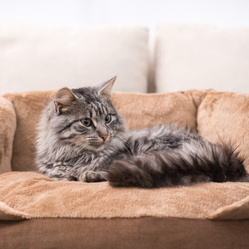 How To Keep Your House Smelling Good When You Have Cats | Pet Odor-free Home