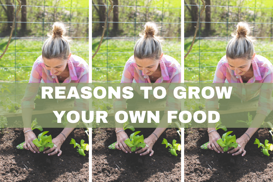 grow your own food benefits